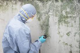 Best Water Damage & Mold Remediation  in Whitney, NV